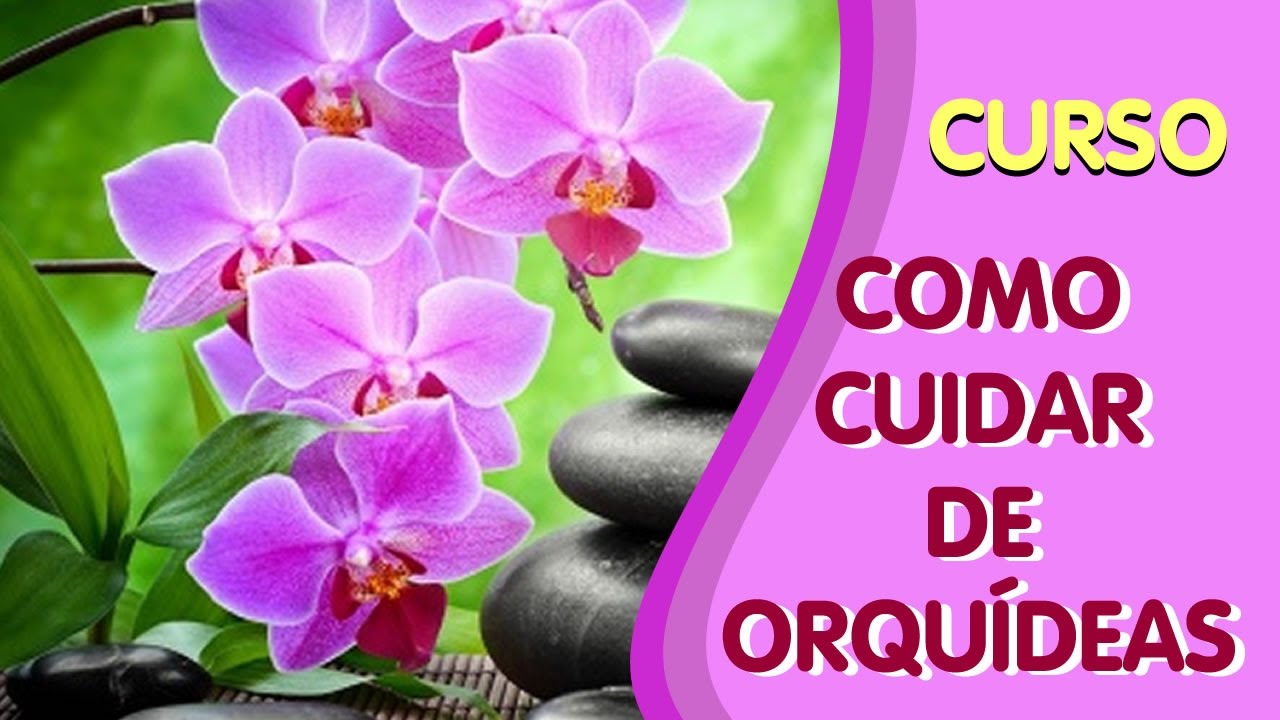 Curso de Orquídeas